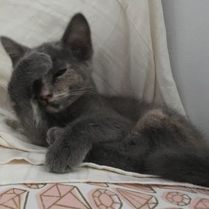 Meet your Posher, Emma